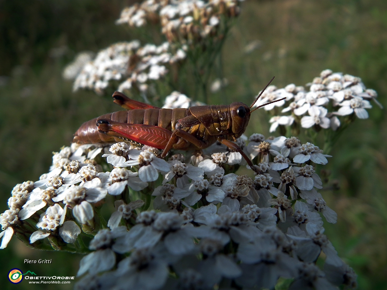 17 grillo su iberidella alpina (Pritzelago alpina).......JPG